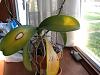 Worried about grandma's orchid-photo2-jpg