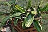 Bulbophyllum Elizabeth Ann Buckleberry-dsc_b11-jpg