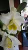 NoID Cattleya, in need of a repot, is in bloom and shows new root growth?-imag0056-jpg