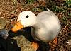 In loving memory of my pet ducks...-img_0838-2-jpg