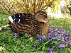 In loving memory of my pet ducks...-img_2871small-jpg