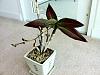 How much can I do for this Orchid?-img_4637-jpg