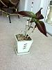 How much can I do for this Orchid?-img_5994-jpg