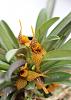 dryadella edwallii-img_4540-jpg