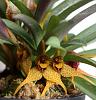 dryadella edwallii-img_4577-jpg