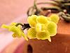 Chiloschista parishii (Asian Ghost Orchid)-chiloschista-parishii-3-jpg