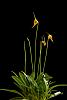 Masd. Highland Fling, finally a bloom!-_dsc6672-jpg