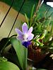 Ryan's Phals-imageuploadedbytapatalk1338989186-704358-jpg