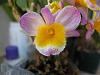 Dendrobium thyrsiflorum? pics-img_0239-jpg