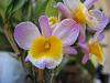 Dendrobium thyrsiflorum? pics-img_0243-jpg