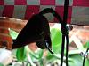 my okla light stand-light-stand-orchids-042-jpg