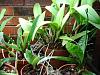 my okla light stand-light-stand-orchids-043-jpg