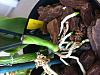 Cattleya new lead amputation - black rot-img_0774-jpg