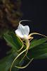 Angraecum conchoglossum-garden-orchids-013a-jpg