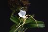 Angraecum conchoglossum-garden-orchids-009a-jpg