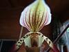 Paphiopedilum Berenice-gitw-2012-402-jpg