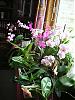 Grow area pictures thread-orchids_windowsill001-jpg
