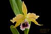 Laelia tenebrosa v. aurea 'Richard Santos' x self in bloom-_dsc7217-jpg