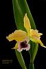 Laelia tenebrosa v. aurea 'Richard Santos' x self in bloom-_dsc7221-jpg