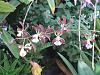 Enc. Orchid Jungle (Enc alatum 'SVO' AM/AOS x Enc phoenicia 'Choco Milk' AM/AOS-img_2608-jpg