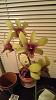 Unsure about root system on Dendrobium Orchid plus a few questions!-imag0084-jpg