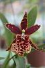Re-pot - new bloom-brown-orchid-jpg