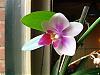 My very weird phal and others-img_3819-jpg
