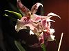 My very weird phal and others-img_3747-jpg