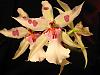 My very weird phal and others-img_3795-jpg