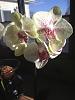 New unlabeled, blooming orchids-january-2013-025-jpg