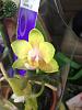 New unlabeled, blooming orchids-january-2013-094-jpg