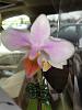 New unlabeled, blooming orchids-january-2013-095-jpg