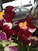 New unlabeled, blooming orchids-january-2013-096-jpg