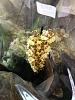 New unlabeled, blooming orchids-january-2013-097-jpg