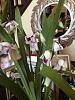 New unlabeled, blooming orchids-009-jpg