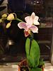 New unlabeled, blooming orchids-012-jpg