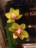 New unlabeled, blooming orchids-013-jpg