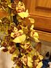 New unlabeled, blooming orchids-022-jpg