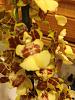 New unlabeled, blooming orchids-023-jpg