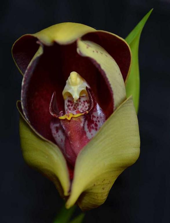 Anguloa hohenlohii - Orchid Board - Most Complete Orchid Forum on the web !