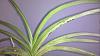 Are These Plant Infected With Virus-vanda3-jpg
