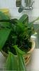 Are These Plant Infected With Virus-catt2_1-jpg