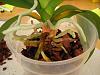 The Phal abuse ends here.-044-jpg