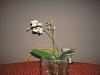 Mini Phalaenopsis in Bloom-3-jpg