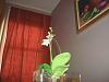 Mini Phalaenopsis in Bloom-5-jpg