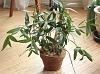 White Mildew? Yellowing leaves on New Growth, Help!-orchid-jpg