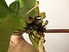 Dying Phal! Hardly any roots-phal-3-jpg