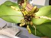 Dying Phal! Hardly any roots-phal-5-jpg