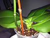 Dying Phal! Hardly any roots-phal-9-jpg