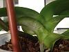 Dying Phal! Hardly any roots-phal-12-jpg